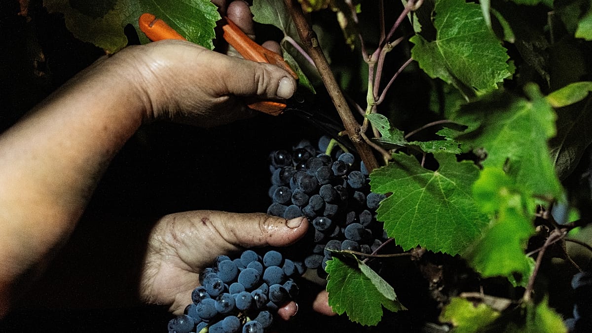 Alentejo vineyards turn to night harvests to combat extreme heat