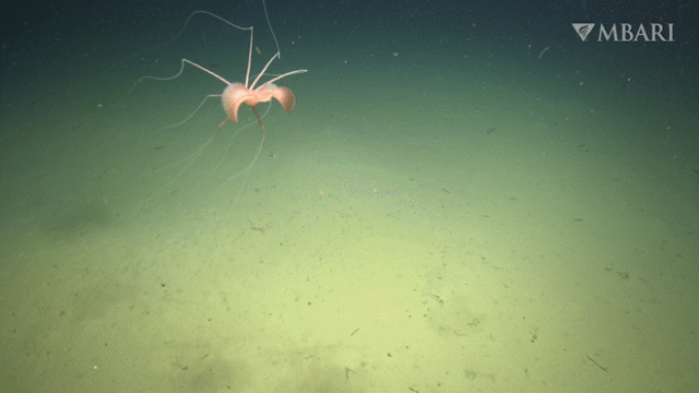 Rare Bigfin Squid Captured on Camera in Northeastern Pacific for First Time