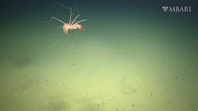 Rare Bigfin Squid Captured on Camera in Northeastern Pacific for First Time