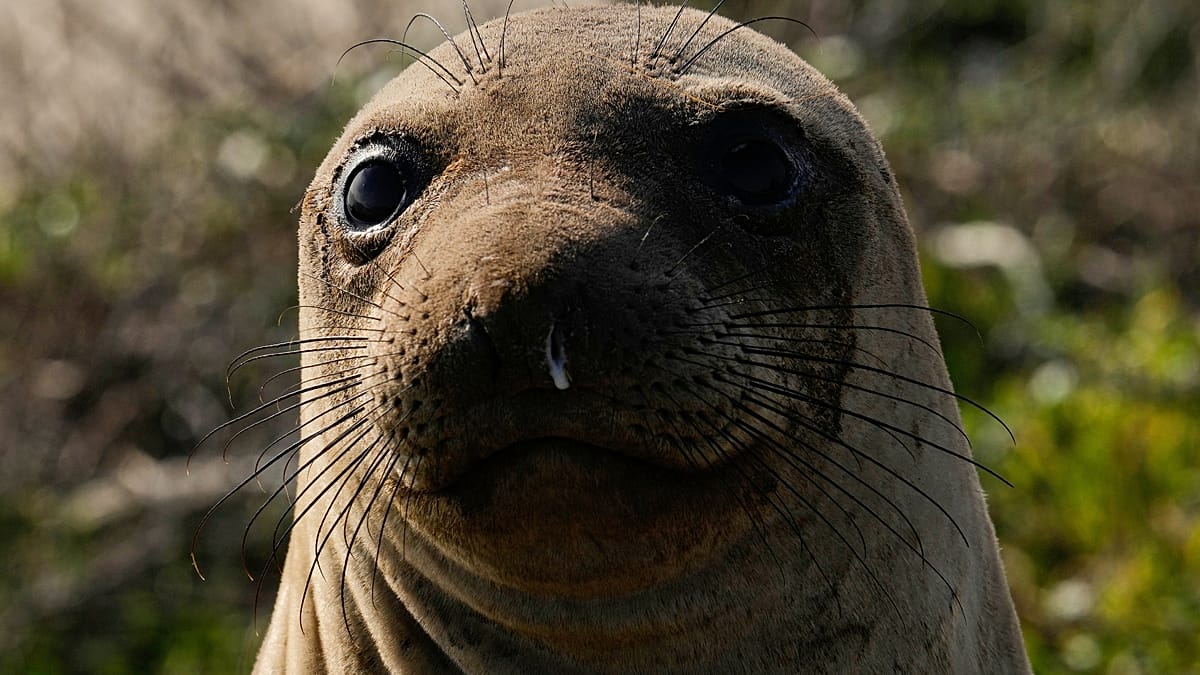 Elephant Seal Stuns Beachgoers in Rio de Janeiro