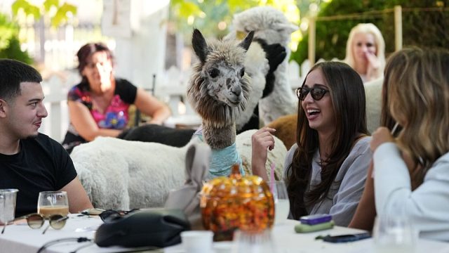 Serbian cafe offers coffee with a side of alpacas
