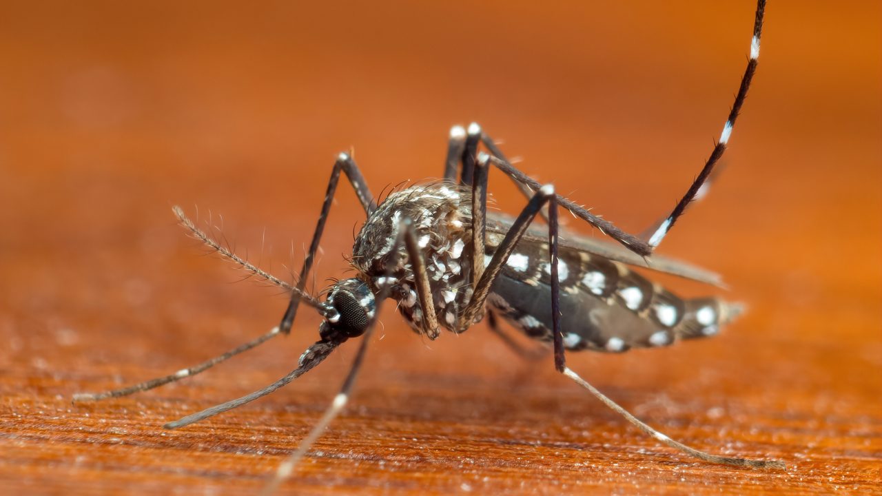 Hillsborough County Declares Emergency as Florida Faces Its Largest Local Dengue Outbreak